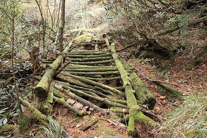 写真2-3-6　登山道にかけられた木の桟道