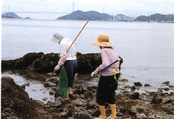 海藻類の採取