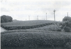 写真4-1　広見川沿いの兵陵地帯の茶畑
