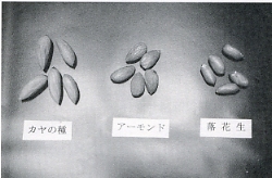 写真4-8　カヤの種子