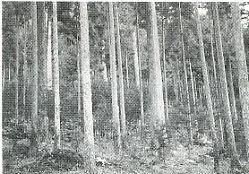 写真1-2-17　三世代にわたり植付年代の違う複層林