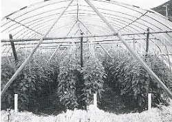 写真1-2-27　トマトの雨よけハウス栽培試験（愛媛農試久万試験地）