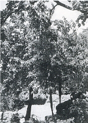 写真2-2-14　放置されて大木となった桑の木