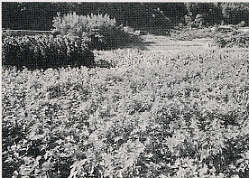 写真2-2-24　肱川沿いのタル土に栽培された桑畑（大洲市菅田町大竹・上本郷）
