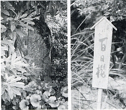 写真3-2-22　右：「百日桜」の立札　左：「百日桜」の句碑