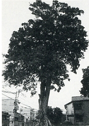 写真2-2-5　多賀神社横のムクの大木